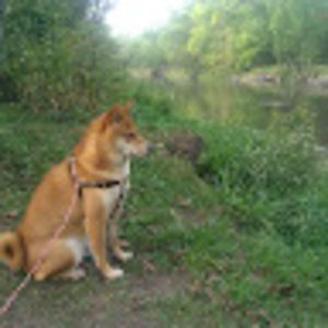 Meet your Posher, Ivan